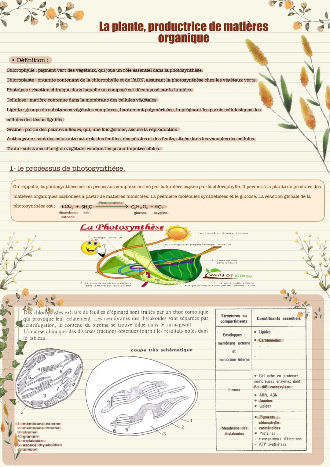 Définition:
Chlorophylle: pigment vert des végétaux, qui joue un rôle essentiel dans la photosynthèse.
Chloroplaste: organite contenant de l
