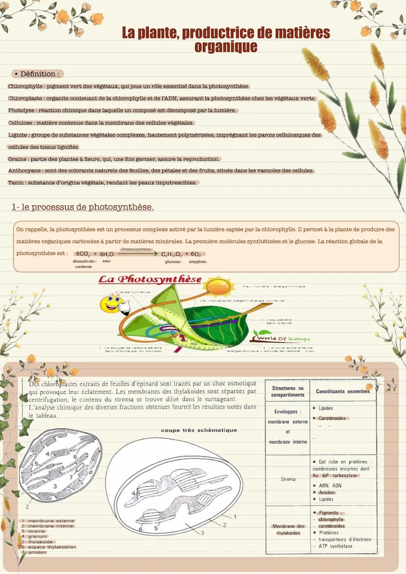 Définition:
Chlorophylle: pigment vert des végétaux, qui joue un rôle essentiel dans la photosynthèse.
Chloroplaste: organite contenant de l