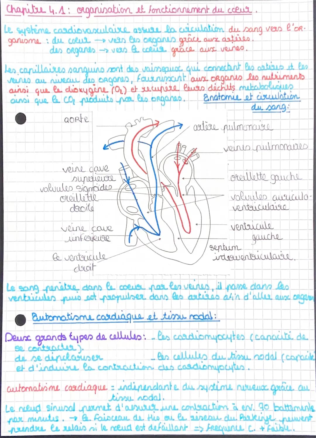 Tout sur le cœur: Schémas et Anatomie Simple