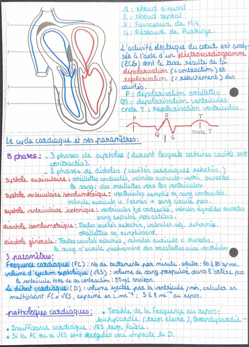 Chapitre 4.1: organisation et fonctionnement du coeur
Le système cardiovasculaire assure la ciculation du sang vers l'OR.
ganisme : du colur
