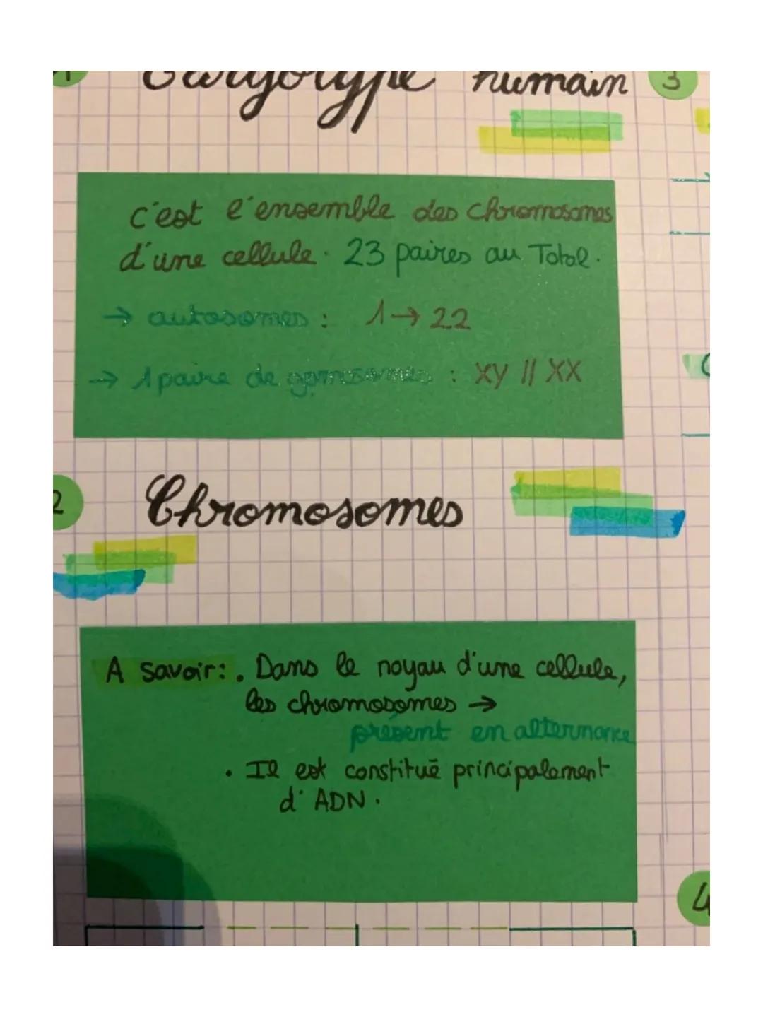 STABILO BOSS
ORIGINAL
sot, Rappels
humain
Caryotype
c'est l'ensemble des Chromanes
d'ame celule 23 paires au Tobul
Chromosomes
******
ERERE 