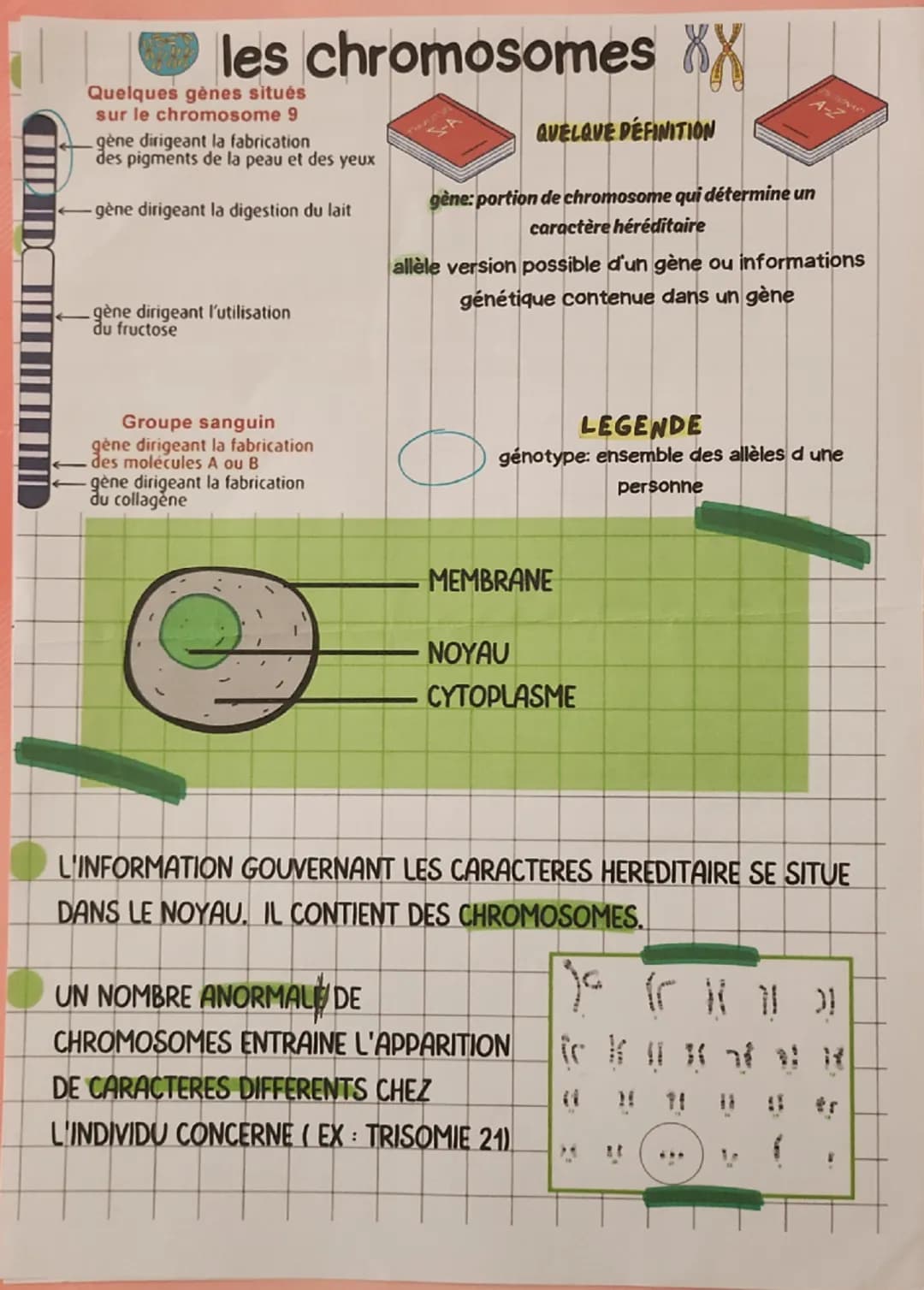 --- OCR Start ---
les chromosomes XX
Quelques gènes situés
sur le chromosome 9
gène dirigeant la fabrication
des pigments de la peau et des 