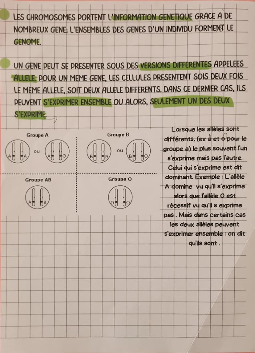 --- OCR Start ---
les chromosomes XX
Quelques gènes situés
sur le chromosome 9
gène dirigeant la fabrication
des pigments de la peau et des 