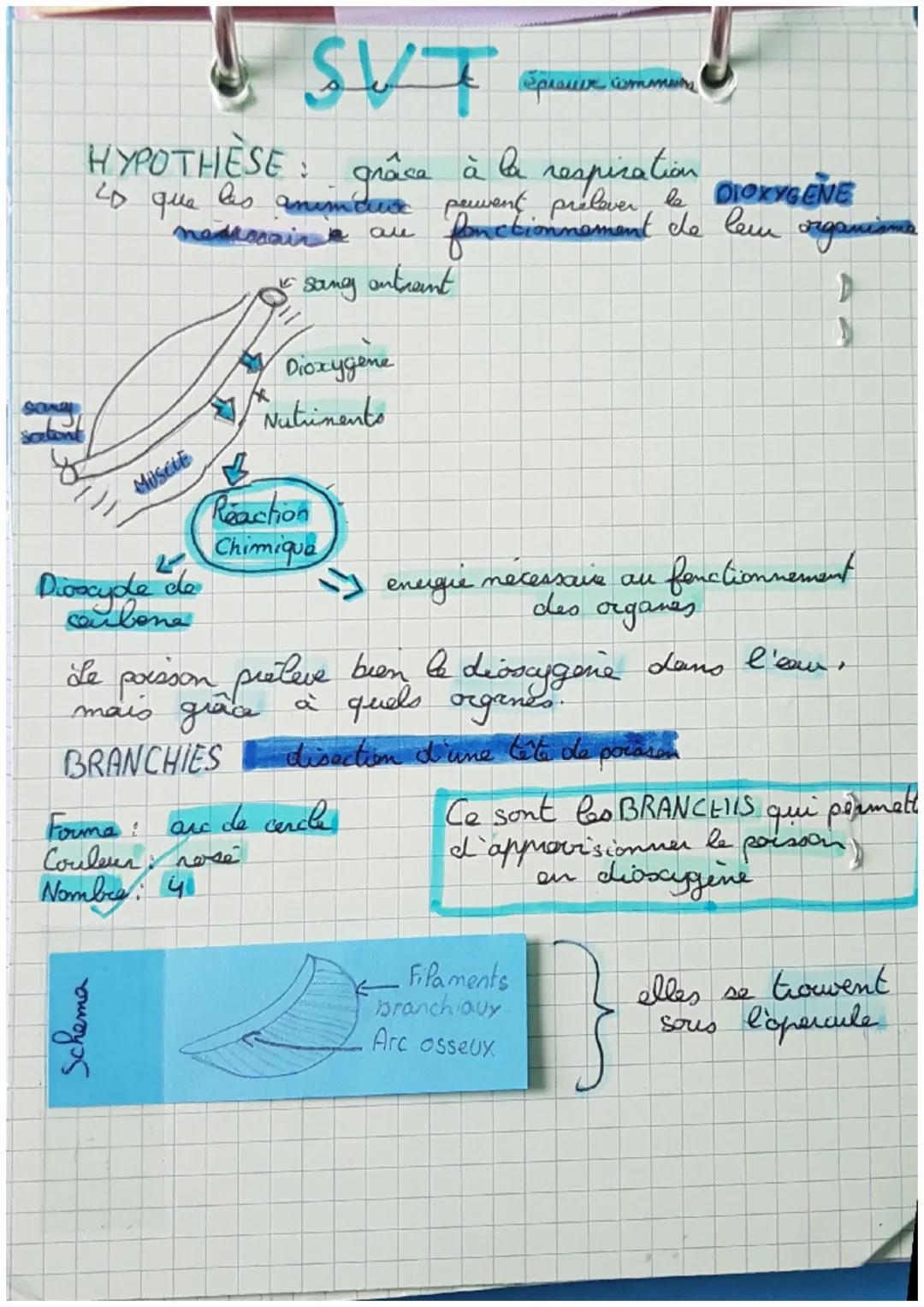 SVT
wmmun
HYPOTHÈSE: grâce à la respiration DIORVOENE
LD que les animaux peuvent prelever le
nedessaire are fonctionnement de leu organisma
