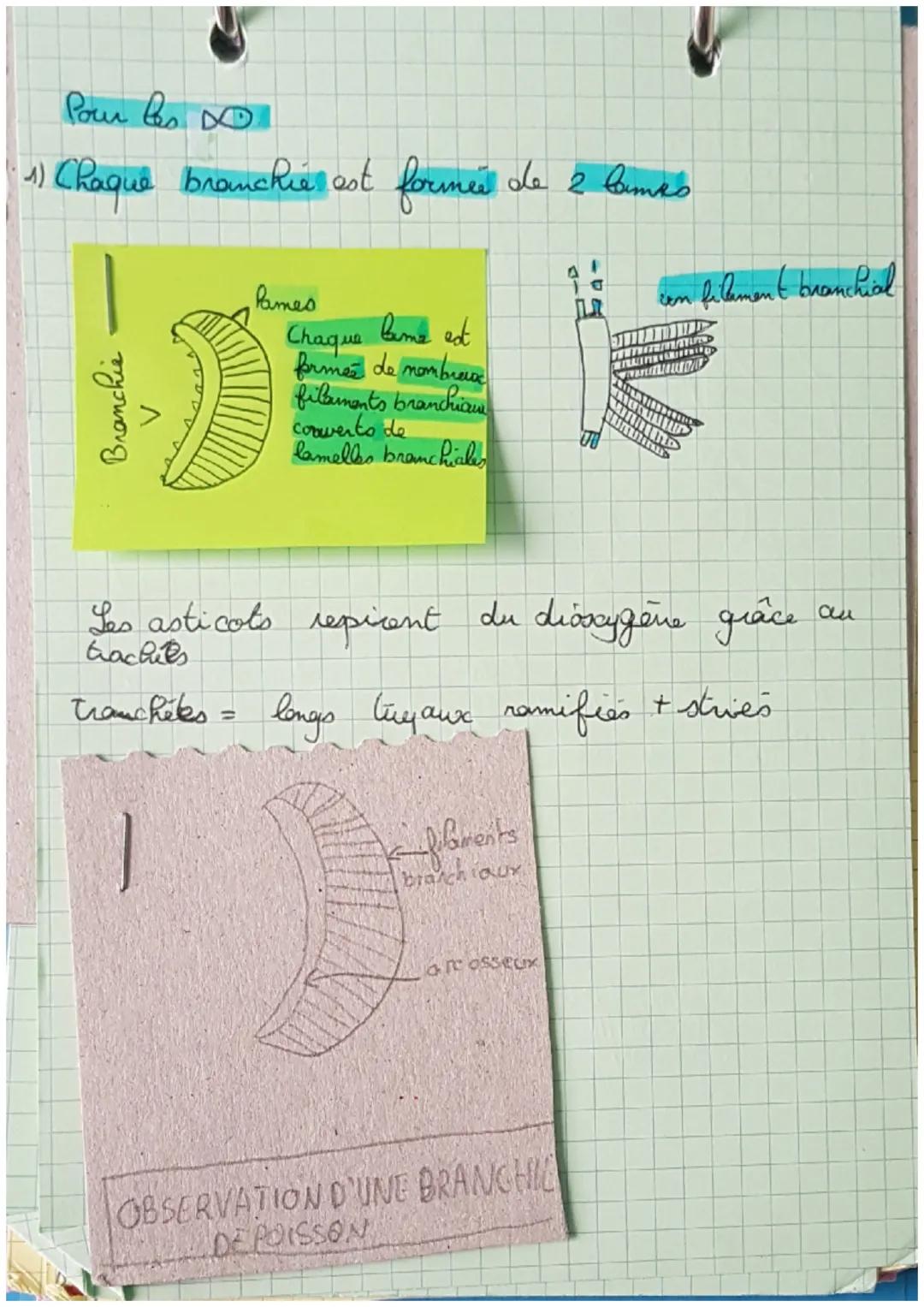 SVT
wmmun
HYPOTHÈSE: grâce à la respiration DIORVOENE
LD que les animaux peuvent prelever le
nedessaire are fonctionnement de leu organisma
