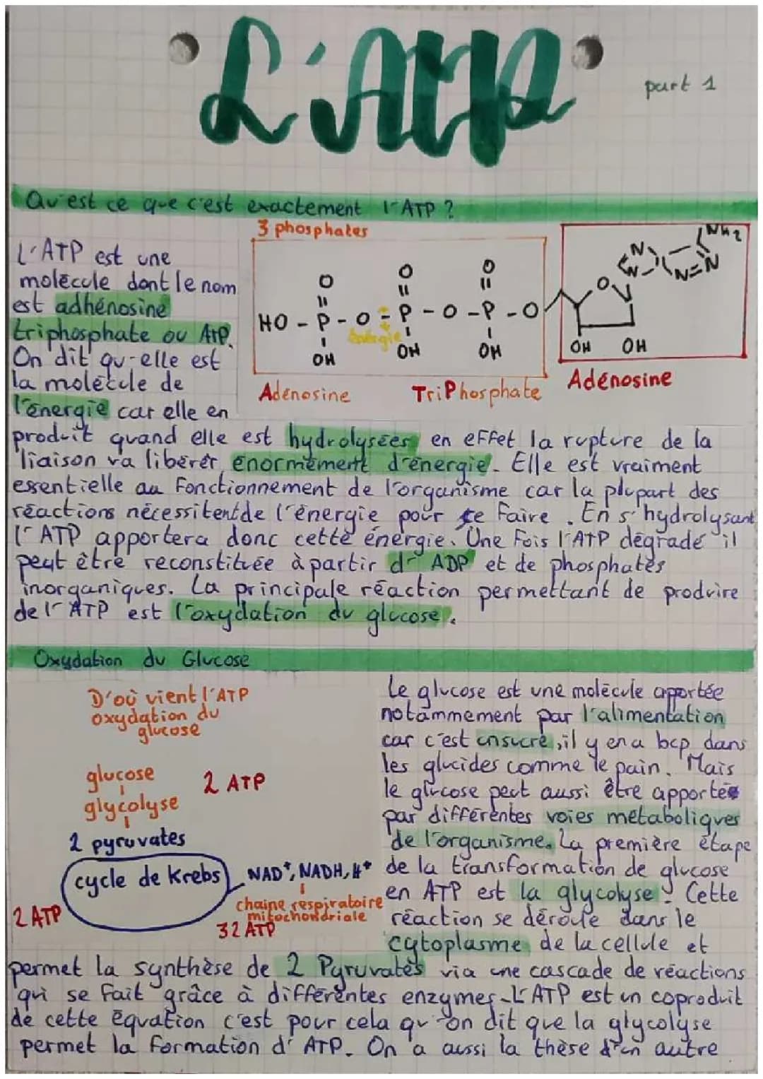 Origine de l'énergie (ATP) nécessaire à la contraction de la cellule musculaire