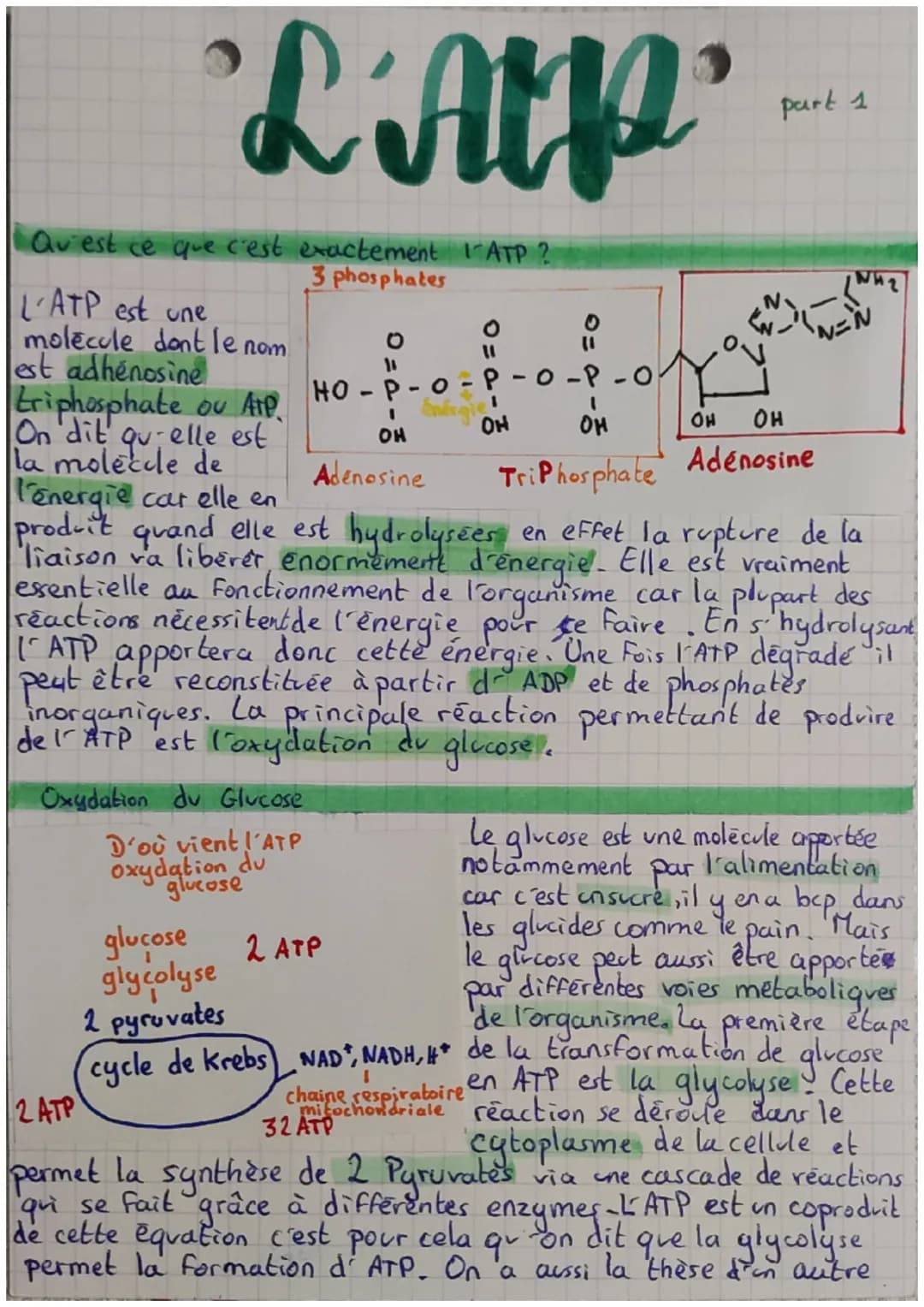 "L'AMP
Qu'est ce que c'est exactement 1-ATP ?
3 phosphates
Rom
L'ATP est une
molecule dont le
est adhénosine
triphosphate ou ATP.
On dit qu'