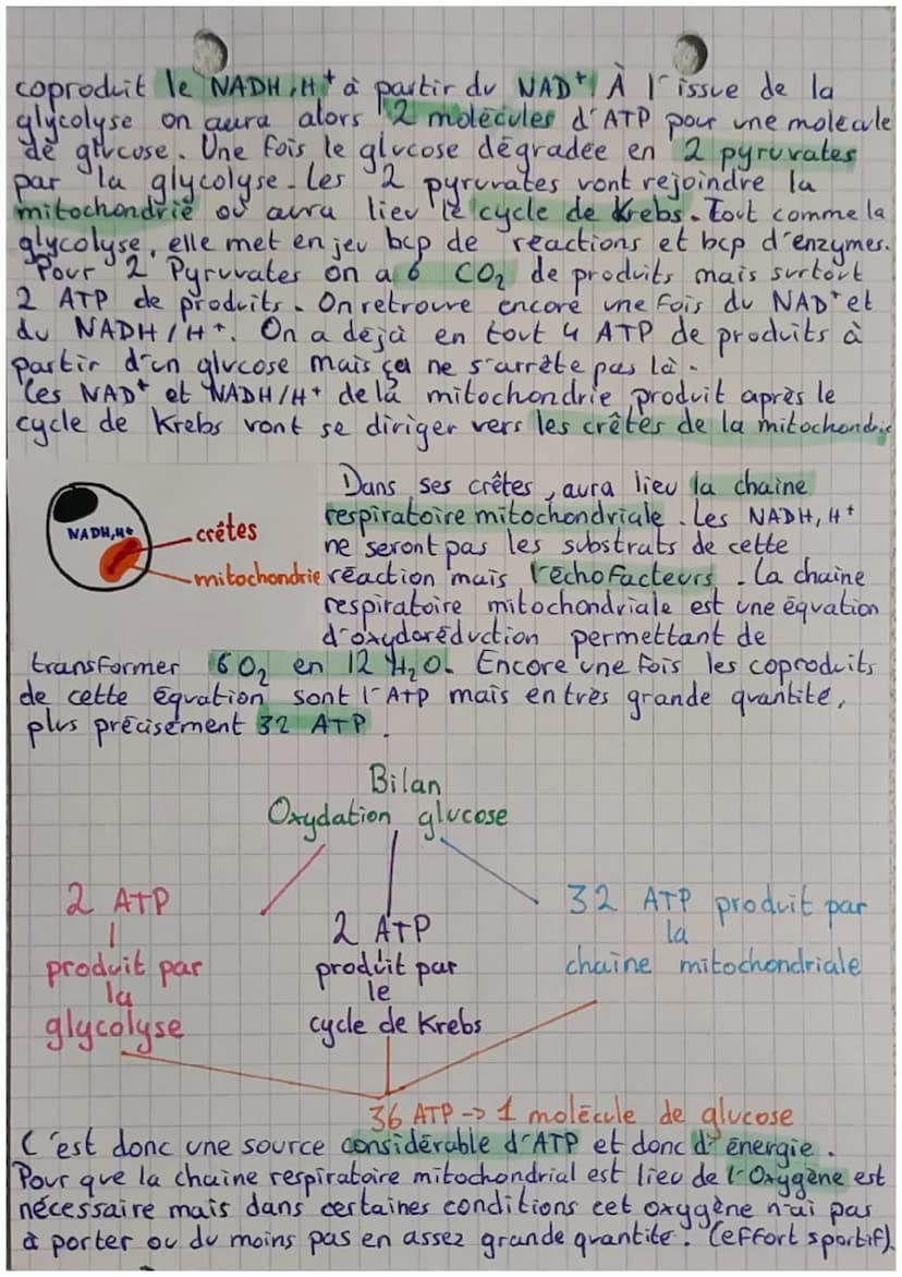 "L'AMP
Qu'est ce que c'est exactement 1-ATP ?
3 phosphates
Rom
L'ATP est une
molecule dont le
est adhénosine
triphosphate ou ATP.
On dit qu'