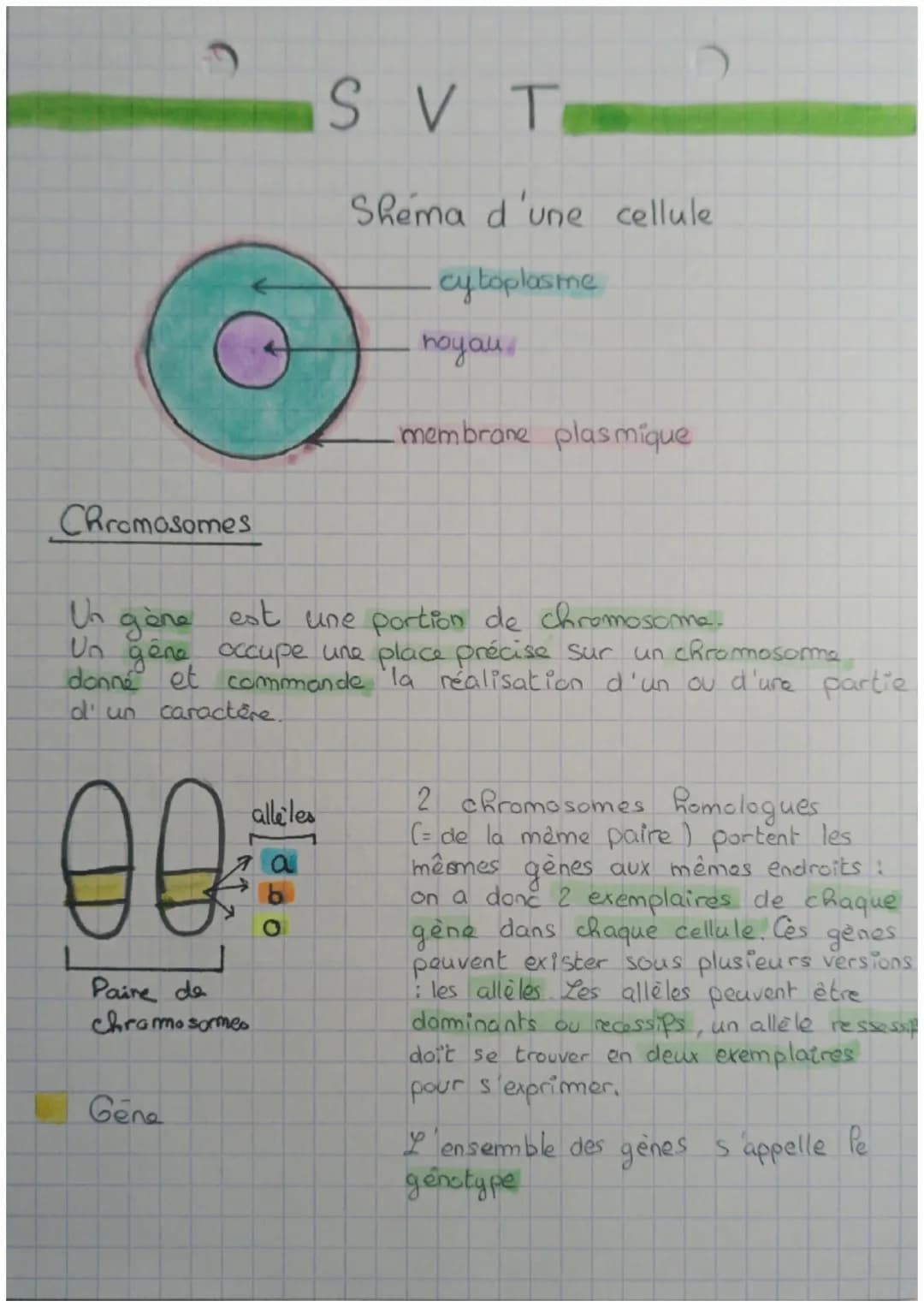 C
Chromosomes
00
Paire de
chromosomes
Gene
SVT
Un gène est une portion de chromosome.
U₂ gêne occupe une place précise sur un chromosome
don