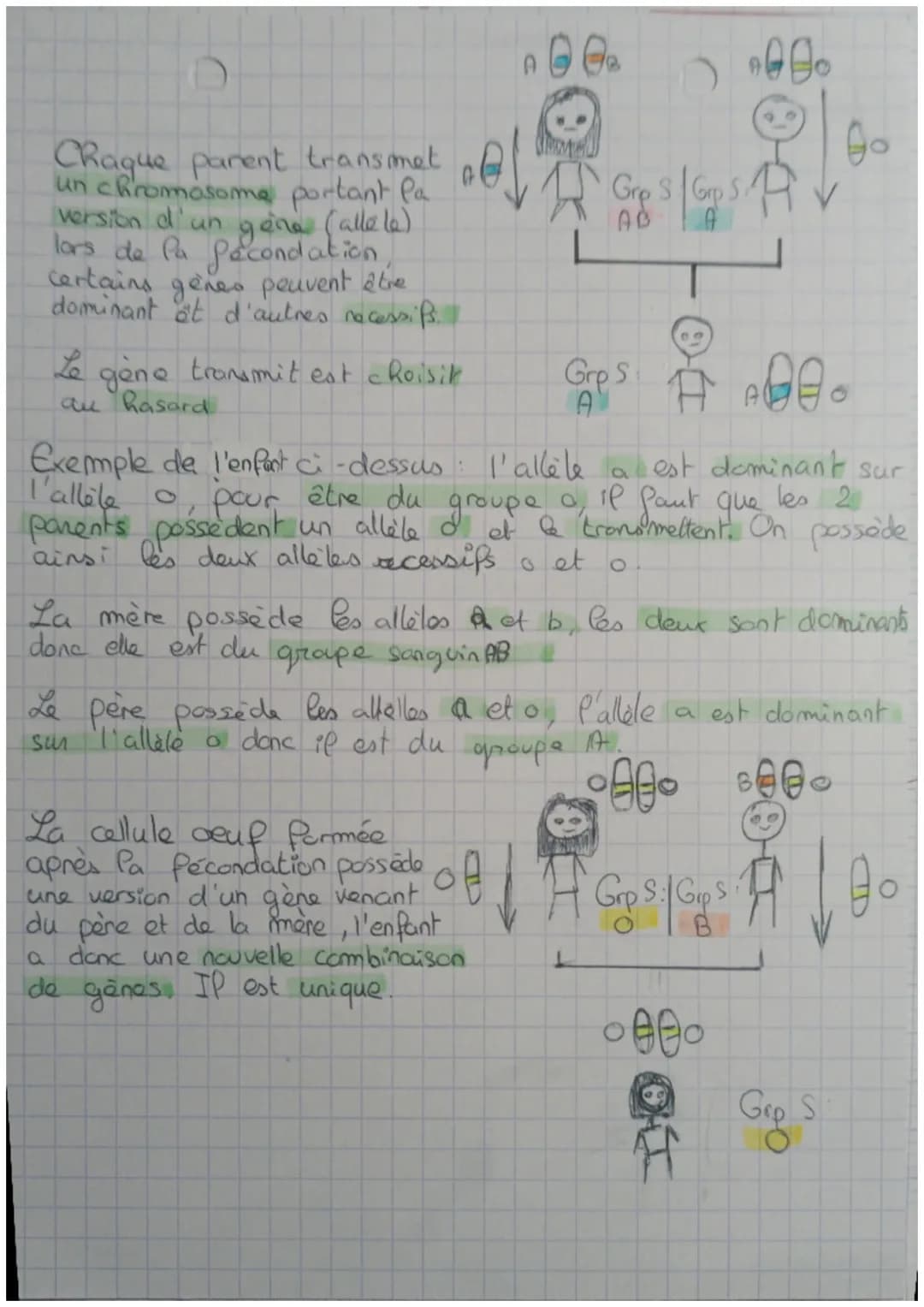 C
Chromosomes
00
Paire de
chromosomes
Gene
SVT
Un gène est une portion de chromosome.
U₂ gêne occupe une place précise sur un chromosome
don