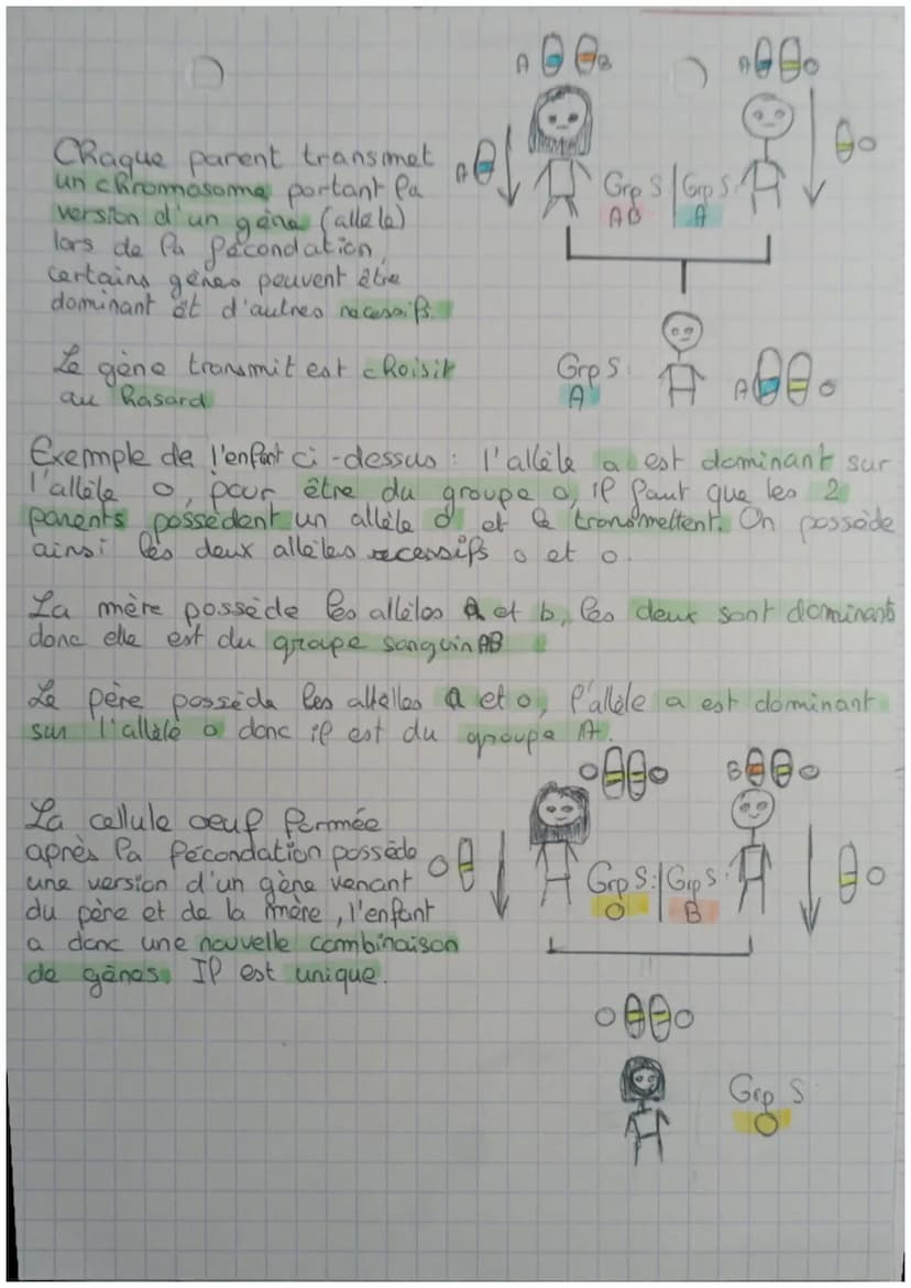 C
Chromosomes
00
Paire de
chromosomes
Gene
SVT
Un gène est une portion de chromosome.
U₂ gêne occupe une place précise sur un chromosome
don
