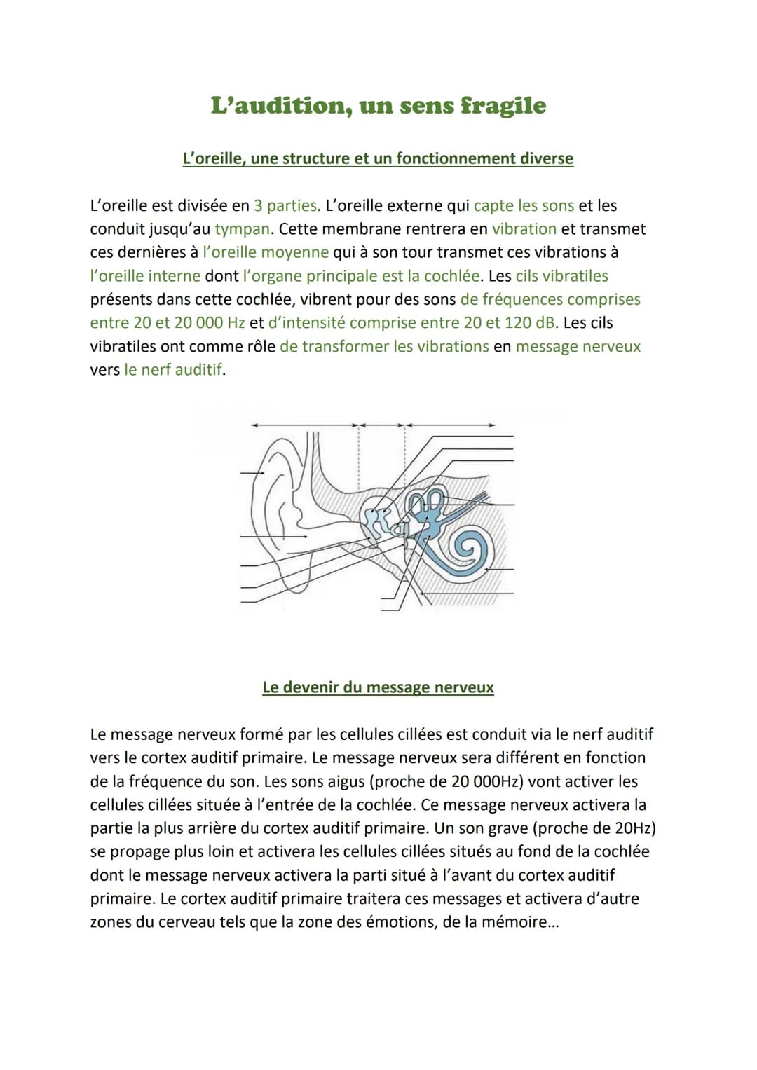 L'audition, un sens fragile
L'oreille, une structure et un fonctionnement diverse
L'oreille est divisée en 3 parties. L'oreille externe qui 