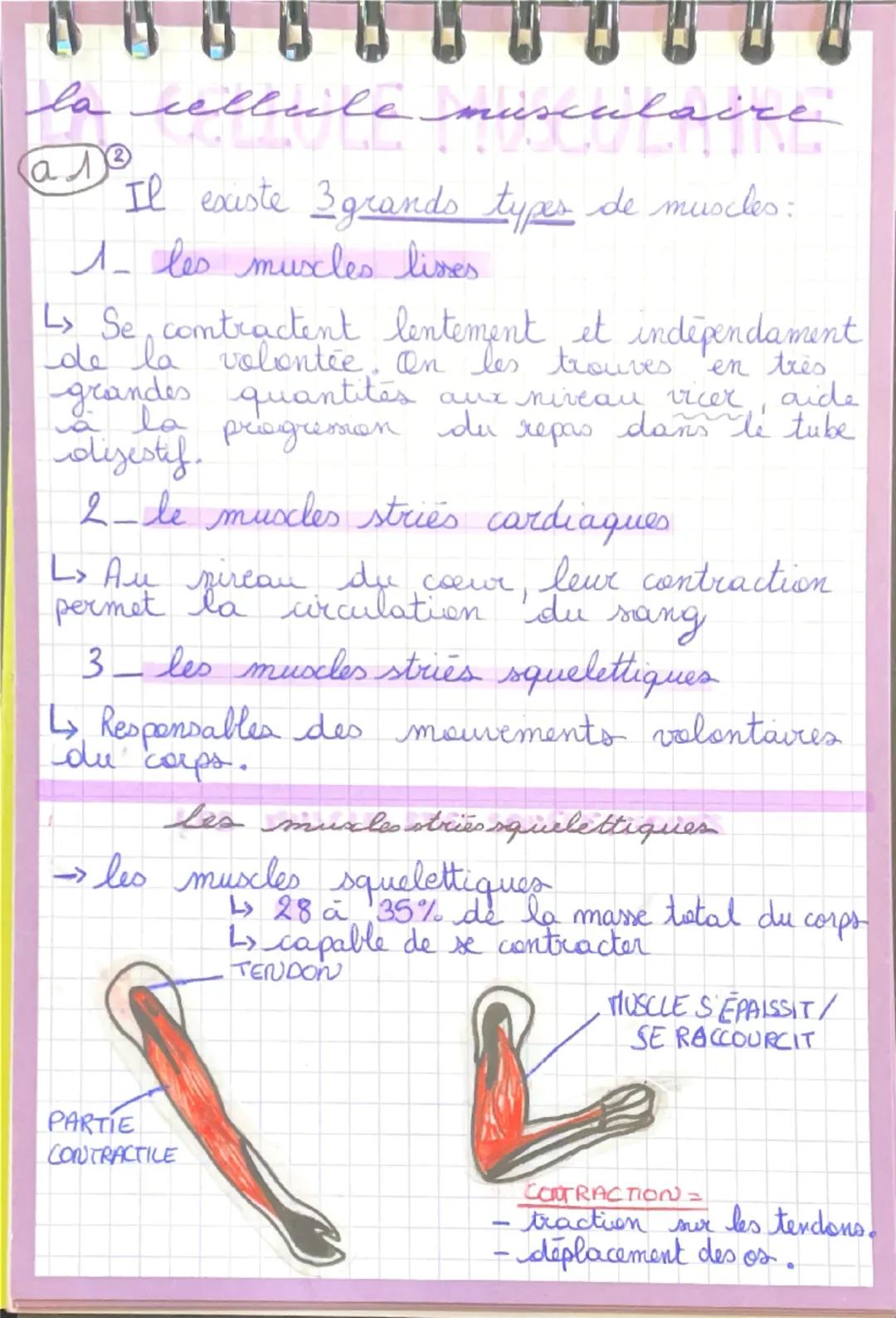 la cellule musculaire
a
Il existe 3 grands types de muscles:
1- les muscles lisses
↳ Se comtractent lentement et indépendament
de la volonté