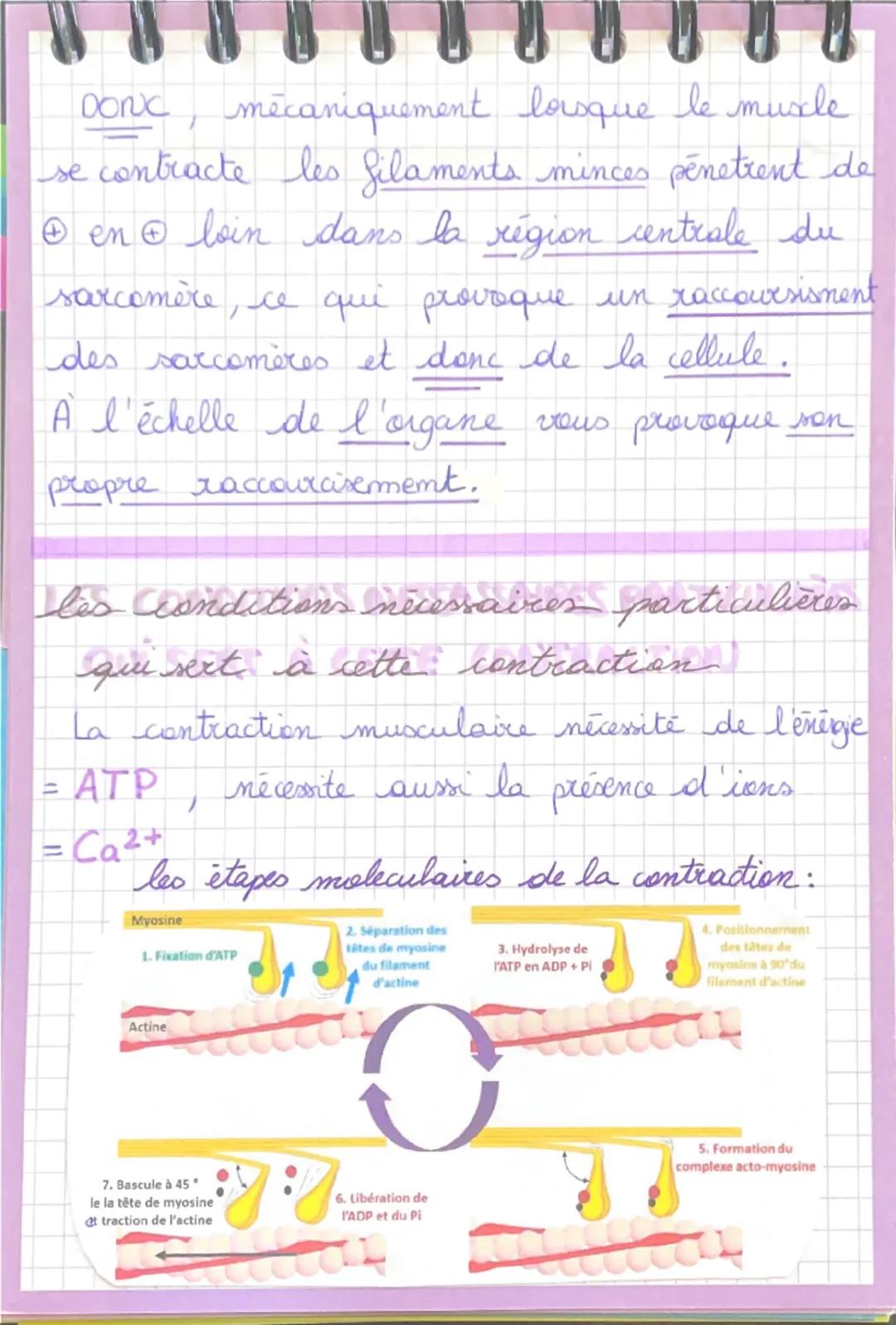 la cellule musculaire
a
Il existe 3 grands types de muscles:
1- les muscles lisses
↳ Se comtractent lentement et indépendament
de la volonté