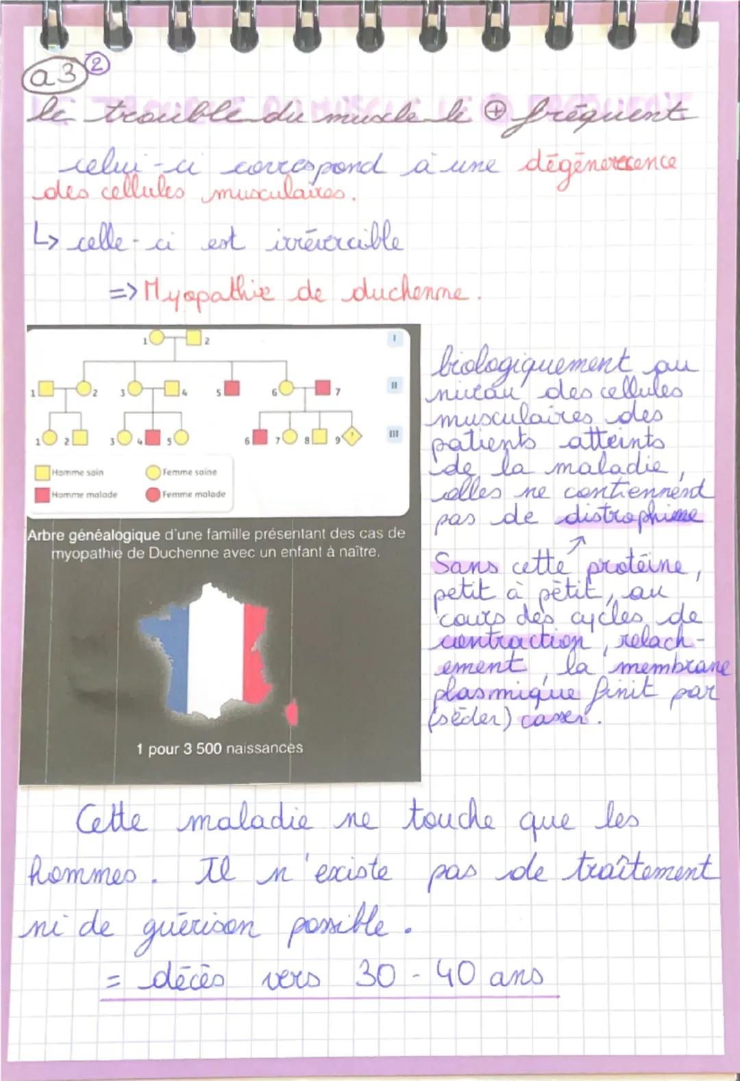 la cellule musculaire
a
Il existe 3 grands types de muscles:
1- les muscles lisses
↳ Se comtractent lentement et indépendament
de la volonté