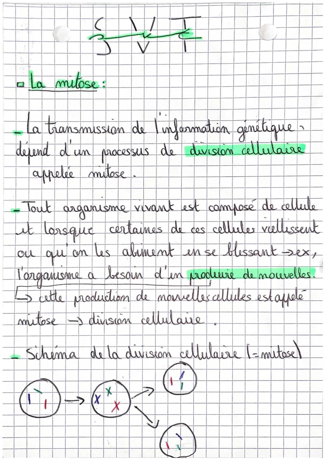 S+
- La mitose:
la transmission de l'information génétique -
depend d'un processus de division cellulaire
appelee mitose.
• Tout organisme v