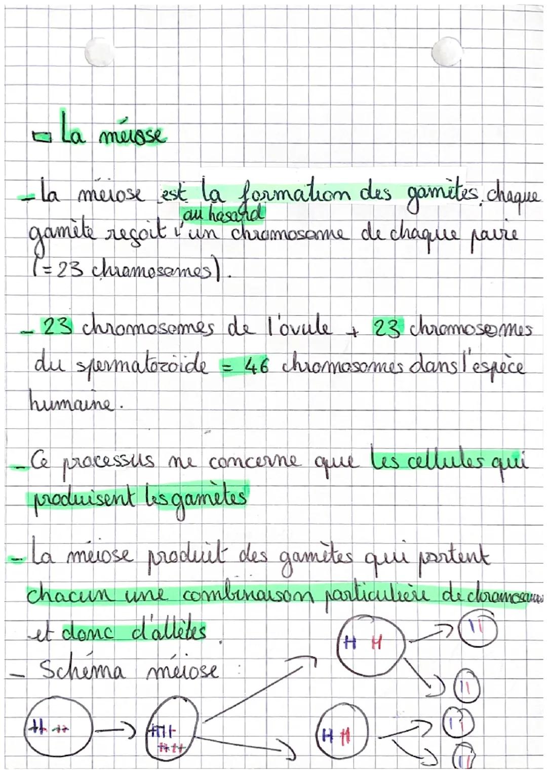 S+
- La mitose:
la transmission de l'information génétique -
depend d'un processus de division cellulaire
appelee mitose.
• Tout organisme v