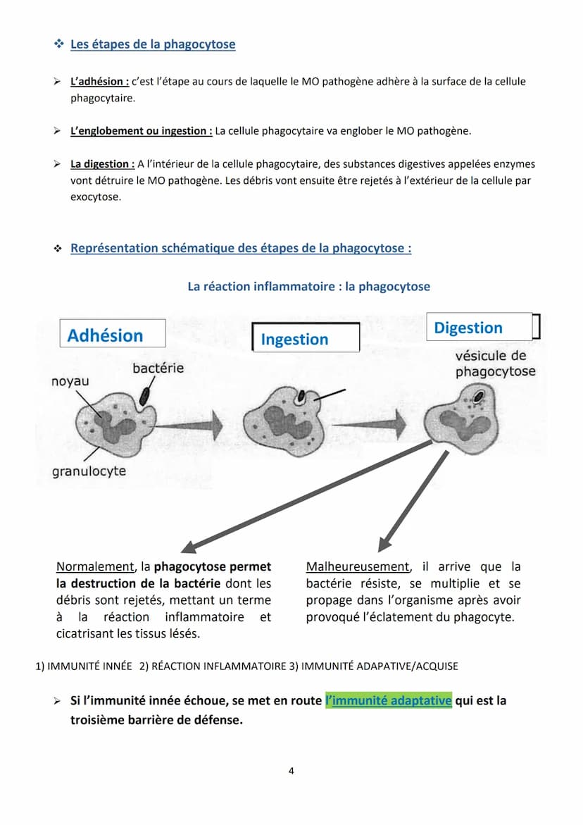 2
Objectifs :
-
Fiche MEMO
L'immunité innée
Présenter le système immunitaire
Indiquer les rôles de la peau et des muqueuses
Décrire la réact
