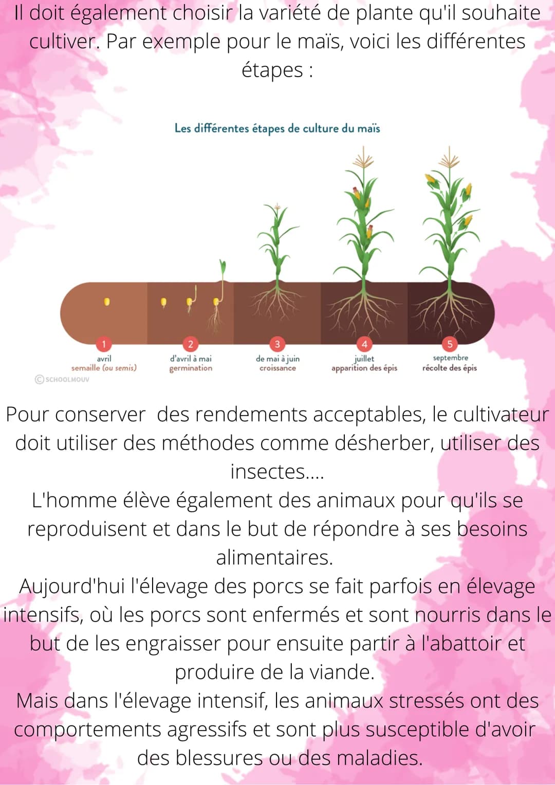 Nourrir les hommes :
culture et élevage
Il y a 10 000 ans, l'Homme a commencé à devenir
sédentaire et plus nomade. Il s'est ainsi fixé sur u
