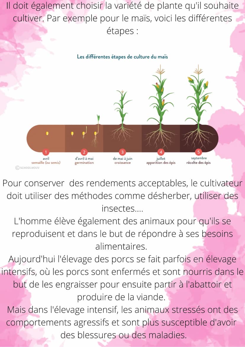 Nourrir les hommes :
culture et élevage
Il y a 10 000 ans, l'Homme a commencé à devenir
sédentaire et plus nomade. Il s'est ainsi fixé sur u