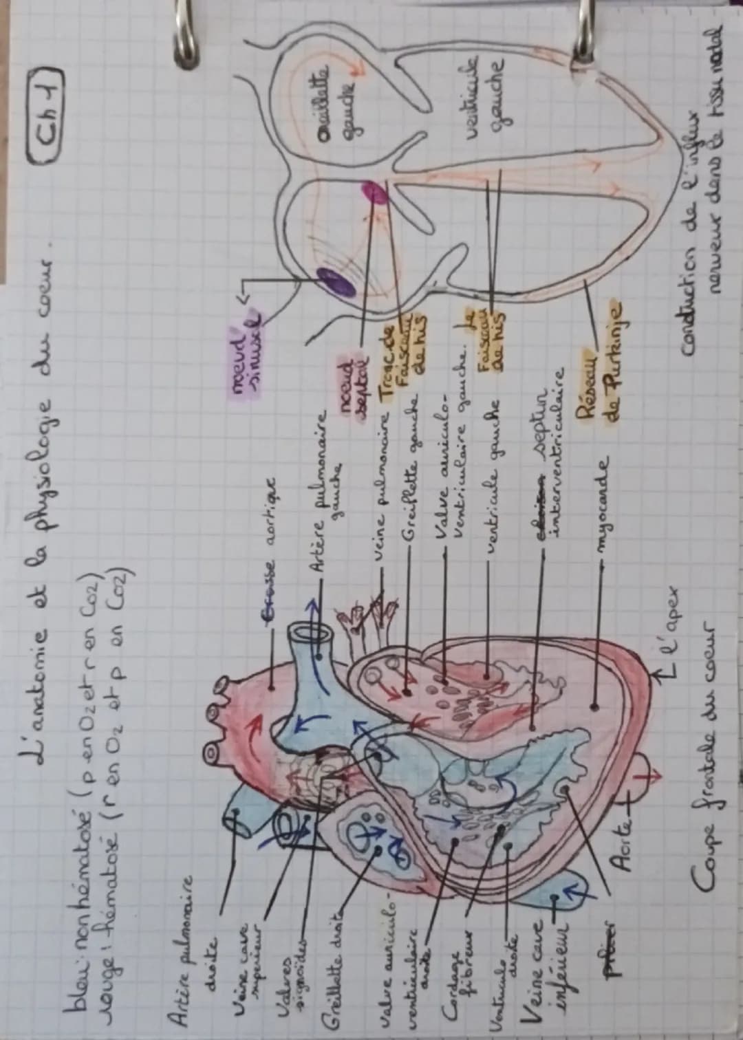 L'anatomie et la physiologie du coeur
ChJ
blou non hematose (pen Ozetren Co₂)
лоиде
1 hematose (ren Oz et p en C02)
Artère pulmonaire
droite