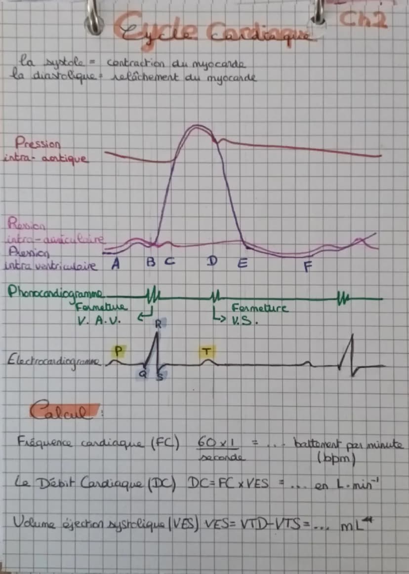 L'anatomie et la physiologie du coeur
ChJ
blou non hematose (pen Ozetren Co₂)
лоиде
1 hematose (ren Oz et p en C02)
Artère pulmonaire
droite