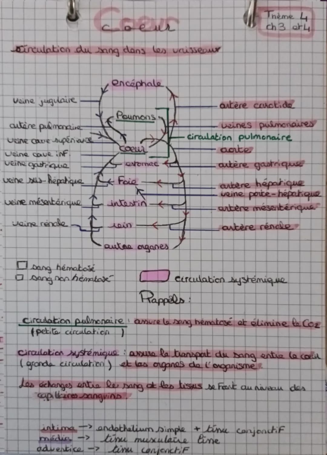 L'anatomie et la physiologie du coeur
ChJ
blou non hematose (pen Ozetren Co₂)
лоиде
1 hematose (ren Oz et p en C02)
Artère pulmonaire
droite