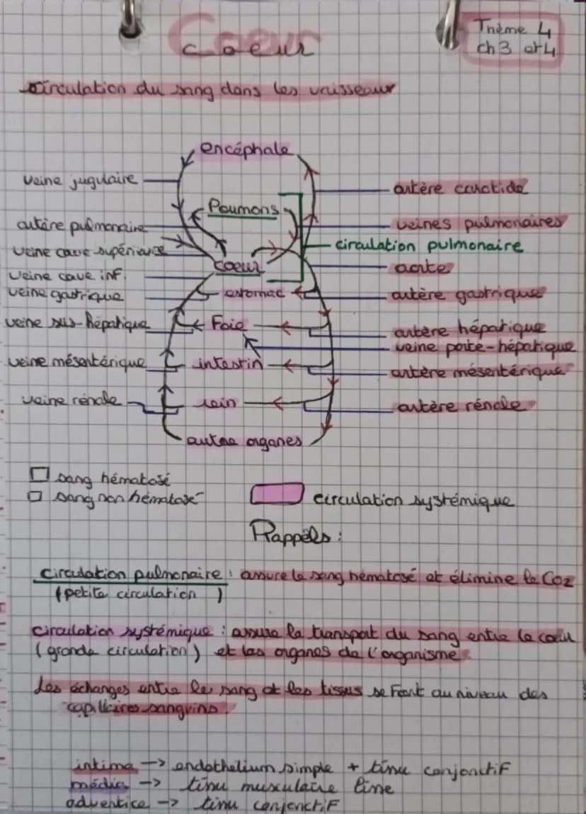L'anatomie et la physiologie du coeur
ChJ
blou non hematose (pen Ozetren Co₂)
лоиде
1 hematose (ren Oz et p en C02)
Artère pulmonaire
droite