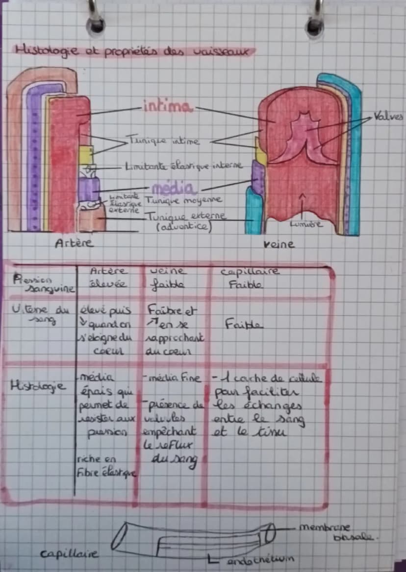 L'anatomie et la physiologie du coeur
ChJ
blou non hematose (pen Ozetren Co₂)
лоиде
1 hematose (ren Oz et p en C02)
Artère pulmonaire
droite