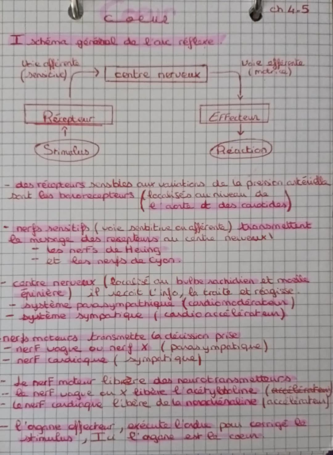L'anatomie et la physiologie du coeur
ChJ
blou non hematose (pen Ozetren Co₂)
лоиде
1 hematose (ren Oz et p en C02)
Artère pulmonaire
droite