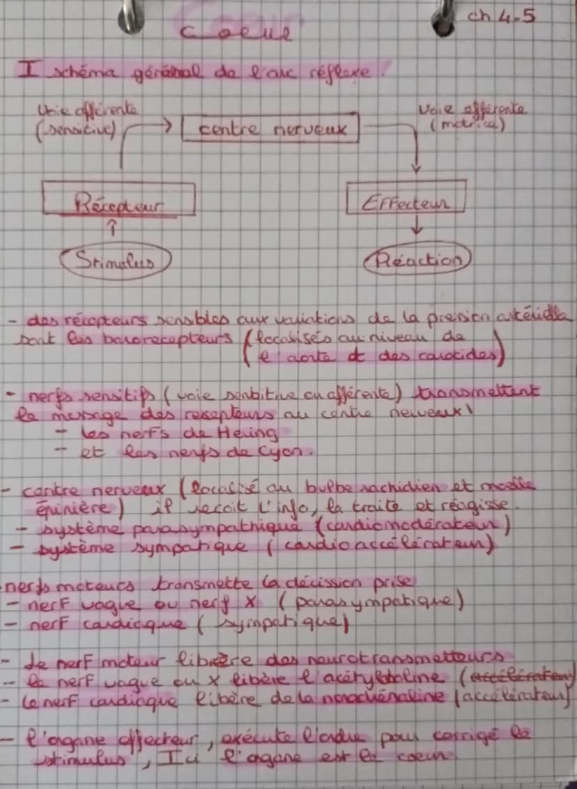 L'anatomie et la physiologie du coeur
ChJ
blou non hematose (pen Ozetren Co₂)
лоиде
1 hematose (ren Oz et p en C02)
Artère pulmonaire
droite