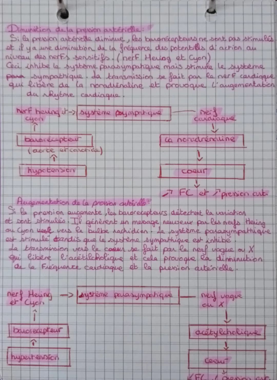 L'anatomie et la physiologie du coeur
ChJ
blou non hematose (pen Ozetren Co₂)
лоиде
1 hematose (ren Oz et p en C02)
Artère pulmonaire
droite