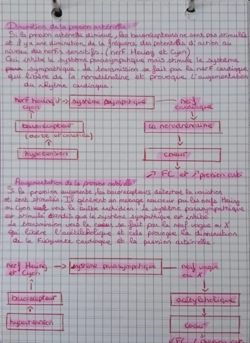 L'anatomie et la physiologie du coeur
ChJ
blou non hematose (pen Ozetren Co₂)
лоиде
1 hematose (ren Oz et p en C02)
Artère pulmonaire
droite