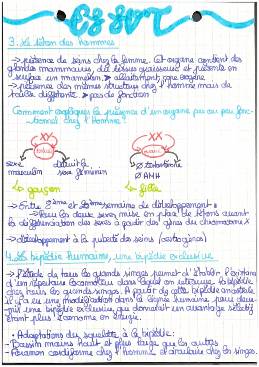 •ES SUT
Chapitre 2: L'évolution.com.
-me grille de lecture du
monde vivant
Krant: ce qui est soumis à l'évolution biologique
Theodosius Dobe