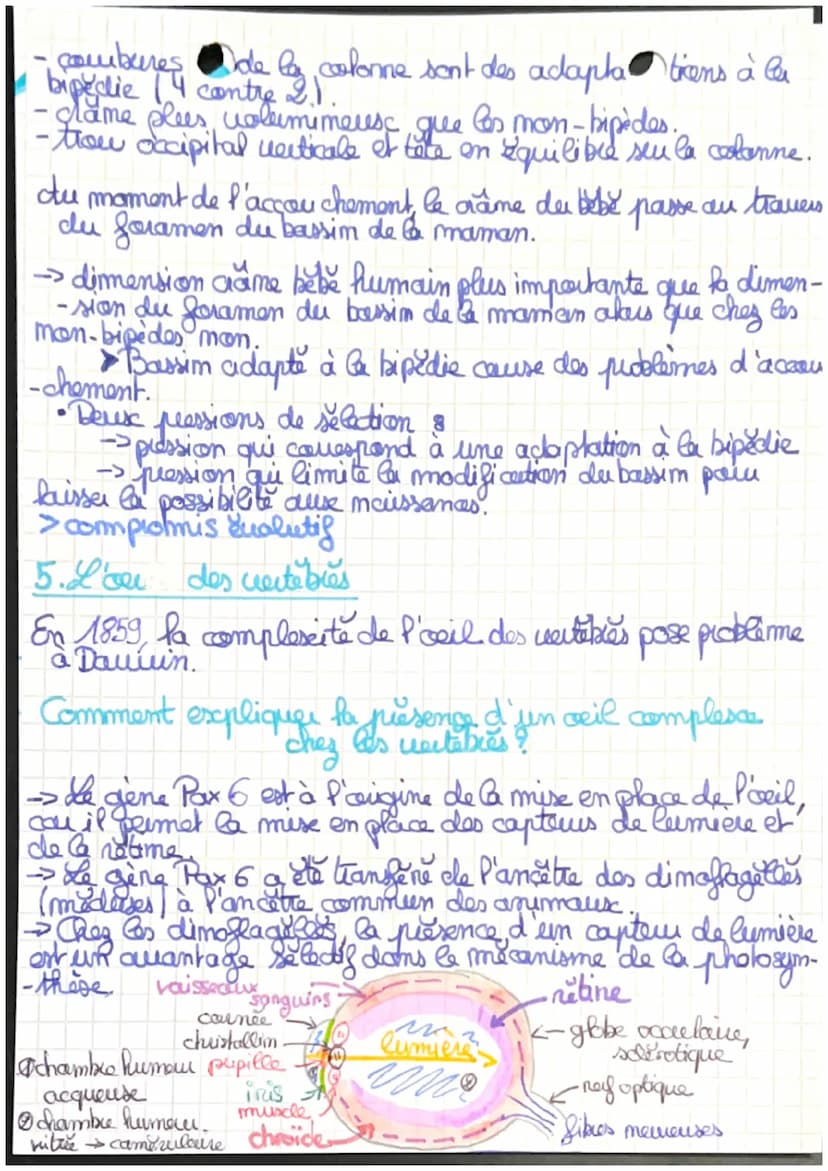 •ES SUT
Chapitre 2: L'évolution.com.
-me grille de lecture du
monde vivant
Krant: ce qui est soumis à l'évolution biologique
Theodosius Dobe