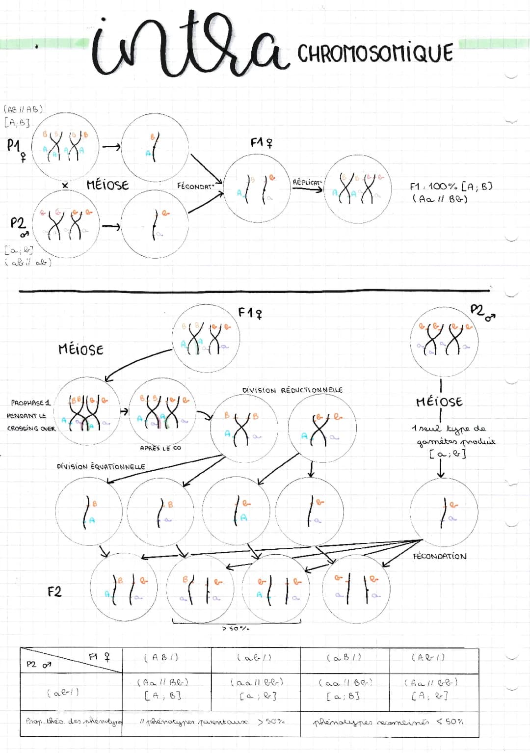 Schéma brassage intra-chormosomique