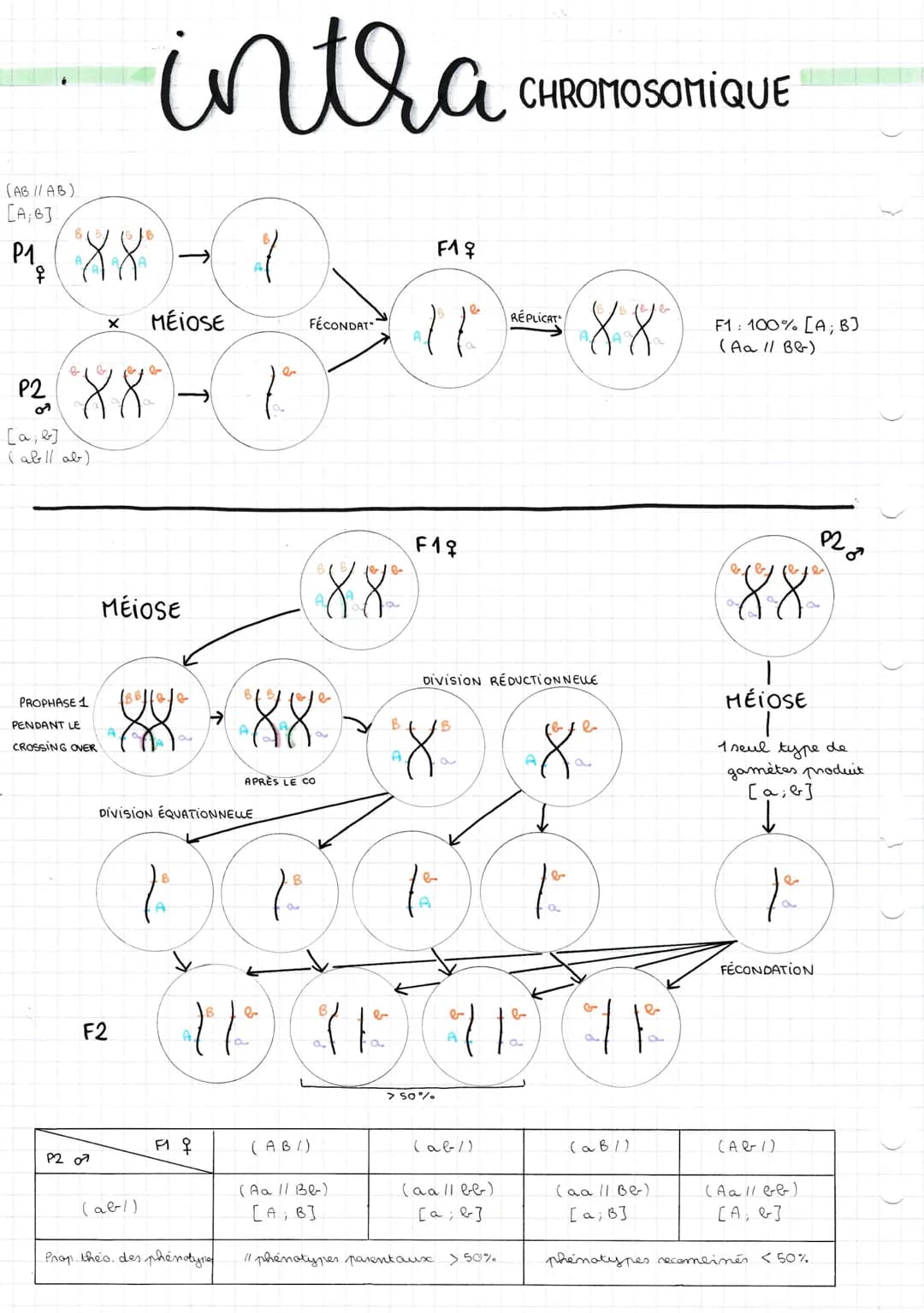 (AB // AB)
[A, B]
P₁₂ 88⁰
PROPHASE 1
PENDANT LE
CROSSING OVER
X
P2 88⁰)
[a, b]
(ab // ab)
intra
1
P2 07
MEIOSE
MEIOSE
F2
(ab-1)
|BB||0|0|
88