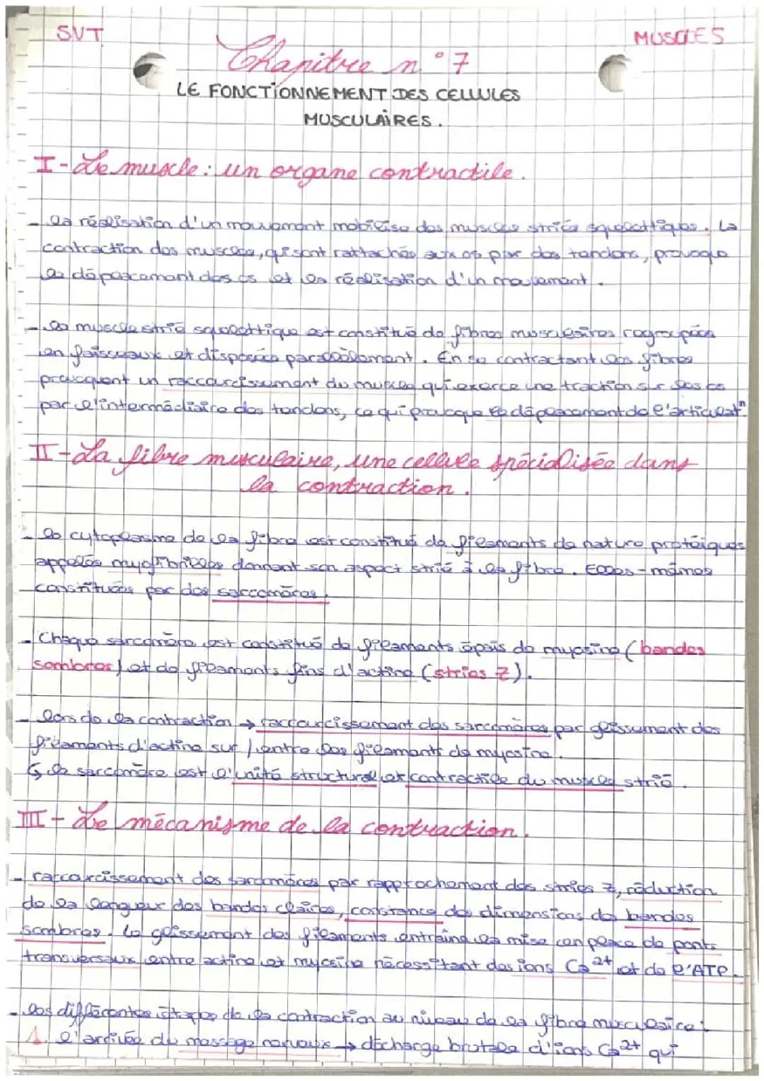 Comment fonctionnent les muscles ? Comprendre la contraction et la thérapie génique