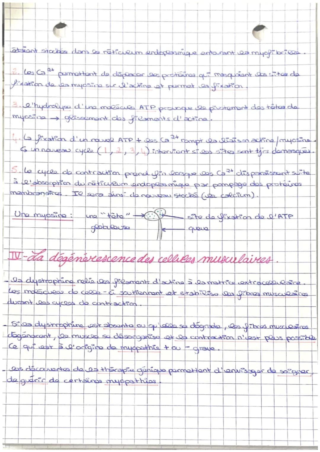 SUT
Chapitre n°7
LE FONCTIONNEMENT DES CELLULES
MUSCULAIRES.
MUSCLES
I- Le muscle: un organe contractile.
la réalisation d'un mouvement mobi