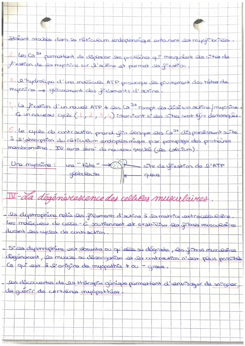 SUT
Chapitre n°7
LE FONCTIONNEMENT DES CELLULES
MUSCULAIRES.
MUSCLES
I- Le muscle: un organe contractile.
la réalisation d'un mouvement mobi