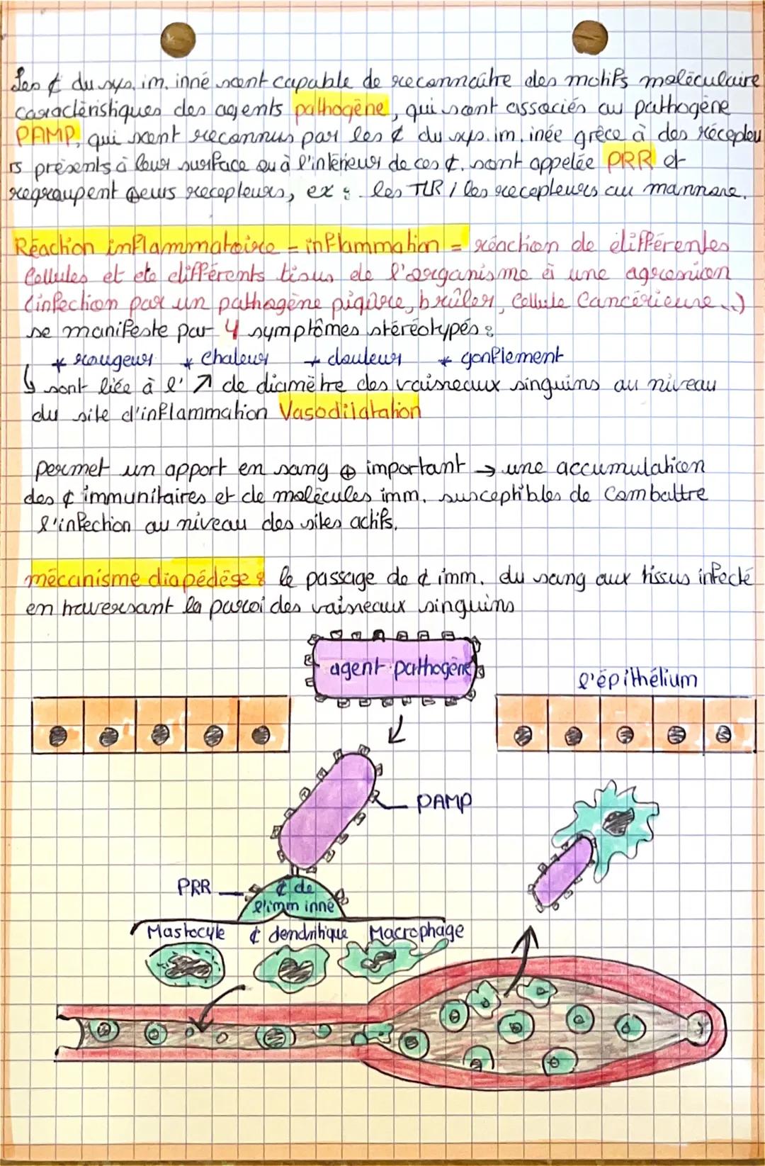 # L'immunitéinnée

Le système immunitaires un ensemble de cellules et de malècules
ayant pour fonction de maintenir s'intégrité de l'organis