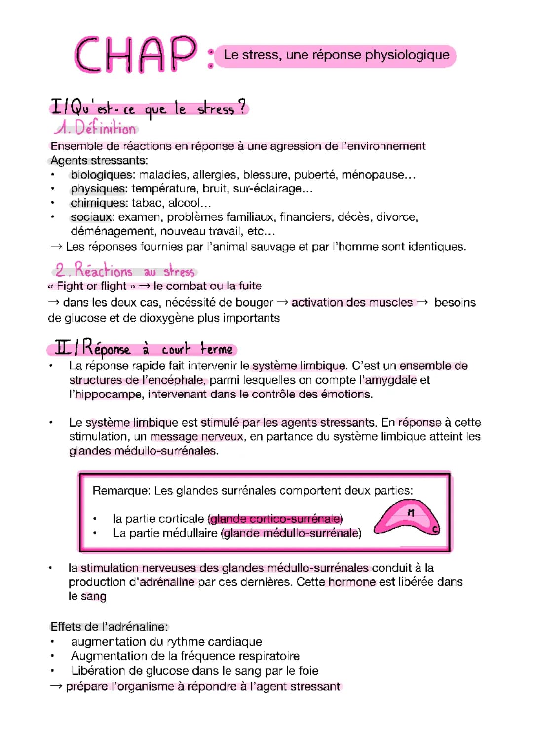 Le Stress pour les Enfants : Aigu et Chronique, et Comment Ça Marche