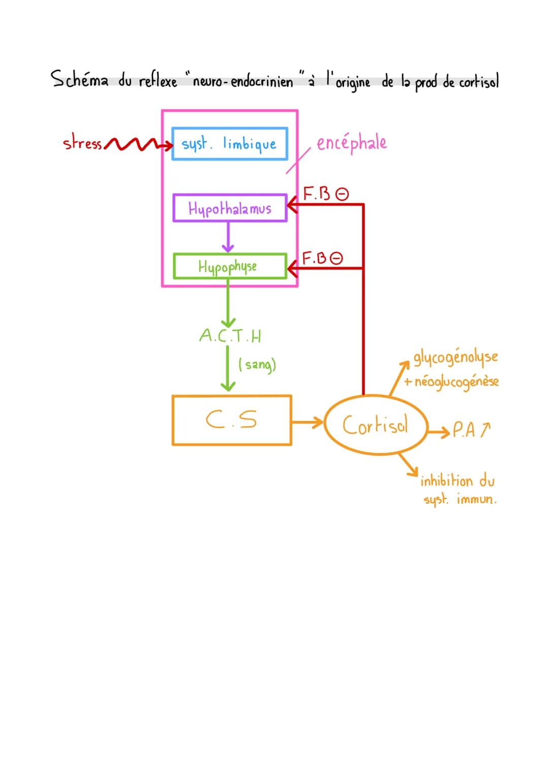 CHAP:
I/Qu'est-ce que le stress?
1. Définition
Ensemble de réactions en réponse à une agression de l'environnement
Agents stressants:
biolog