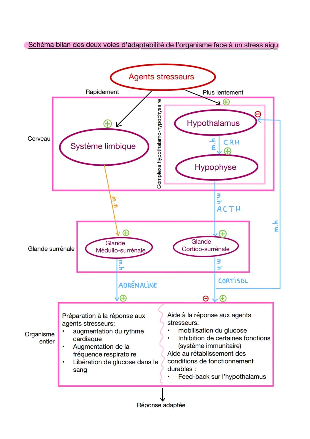 CHAP:
I/Qu'est-ce que le stress?
1. Définition
Ensemble de réactions en réponse à une agression de l'environnement
Agents stressants:
biolog
