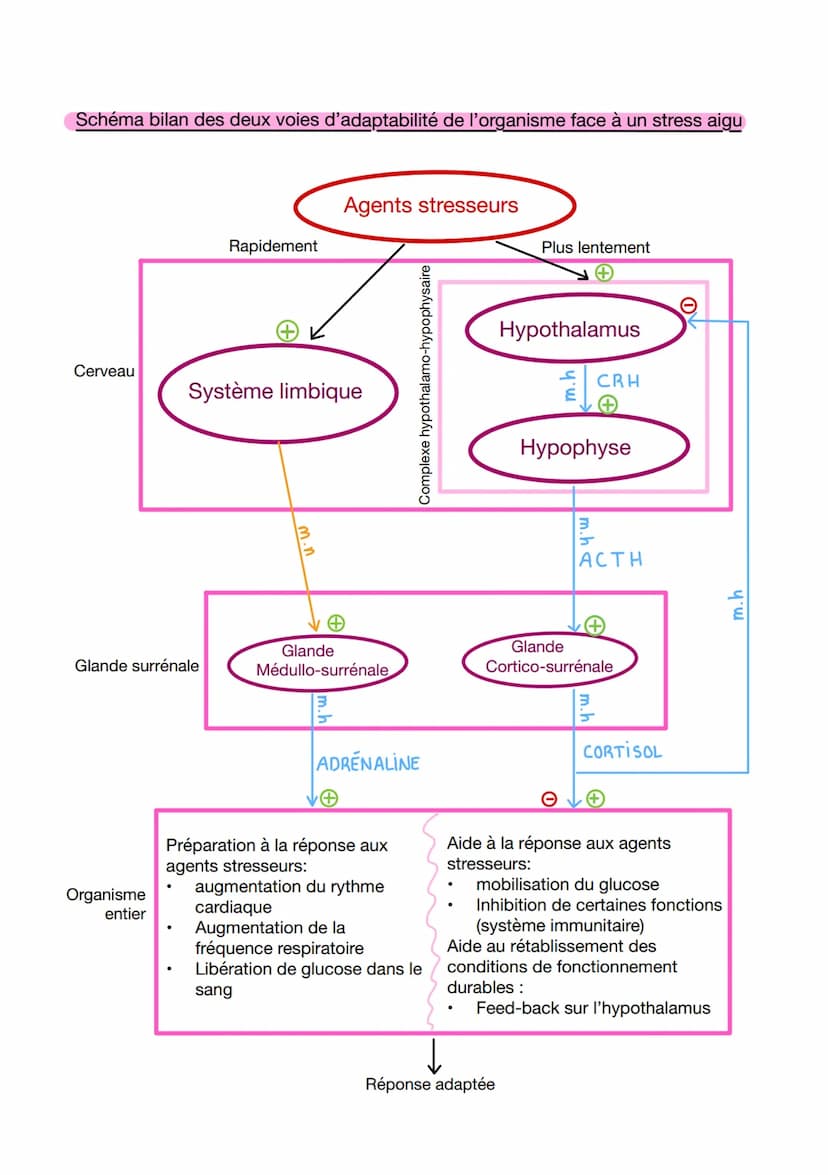 CHAP:
I/Qu'est-ce que le stress?
1. Définition
Ensemble de réactions en réponse à une agression de l'environnement
Agents stressants:
biolog