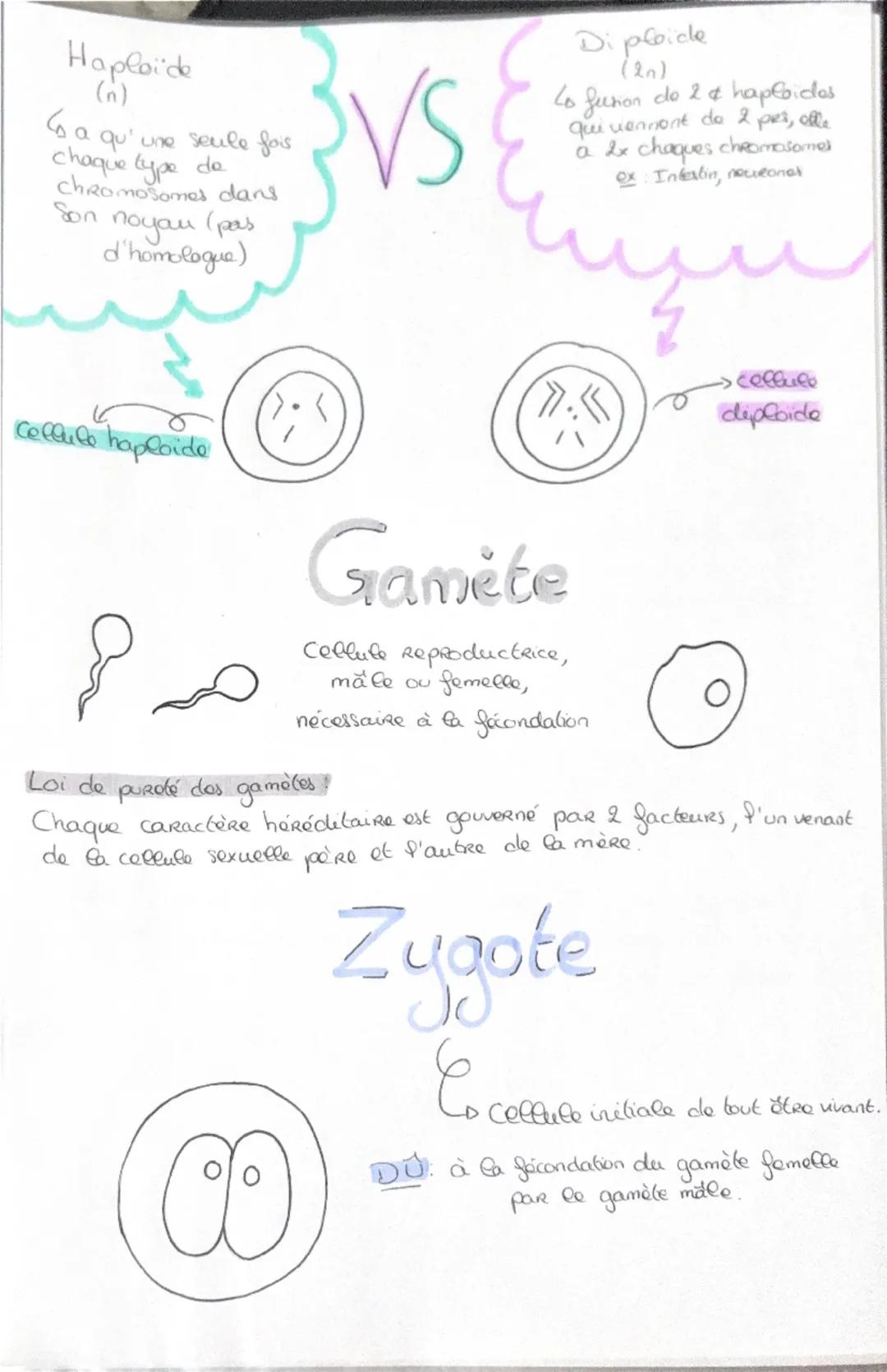 Haploide
(n)

a a qu'une qu seule fois
chaque type de
Chromosomes dans
Son noyau (pas
d'homologue)

VS

Diploide
(2n)

Lo fusion do 2 & hapl