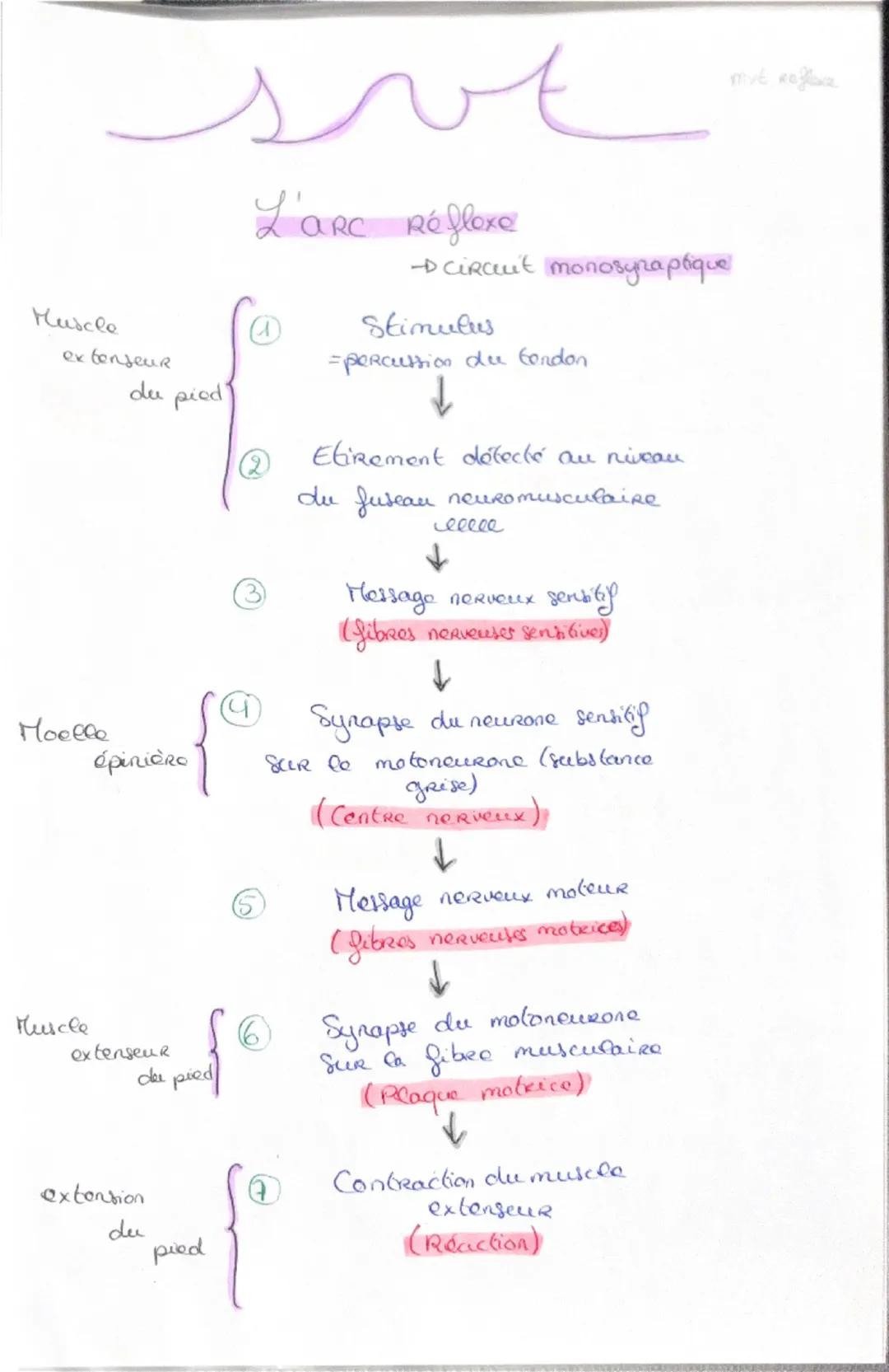 Haploide
(n)

a a qu'une qu seule fois
chaque type de
Chromosomes dans
Son noyau (pas
d'homologue)

VS

Diploide
(2n)

Lo fusion do 2 & hapl