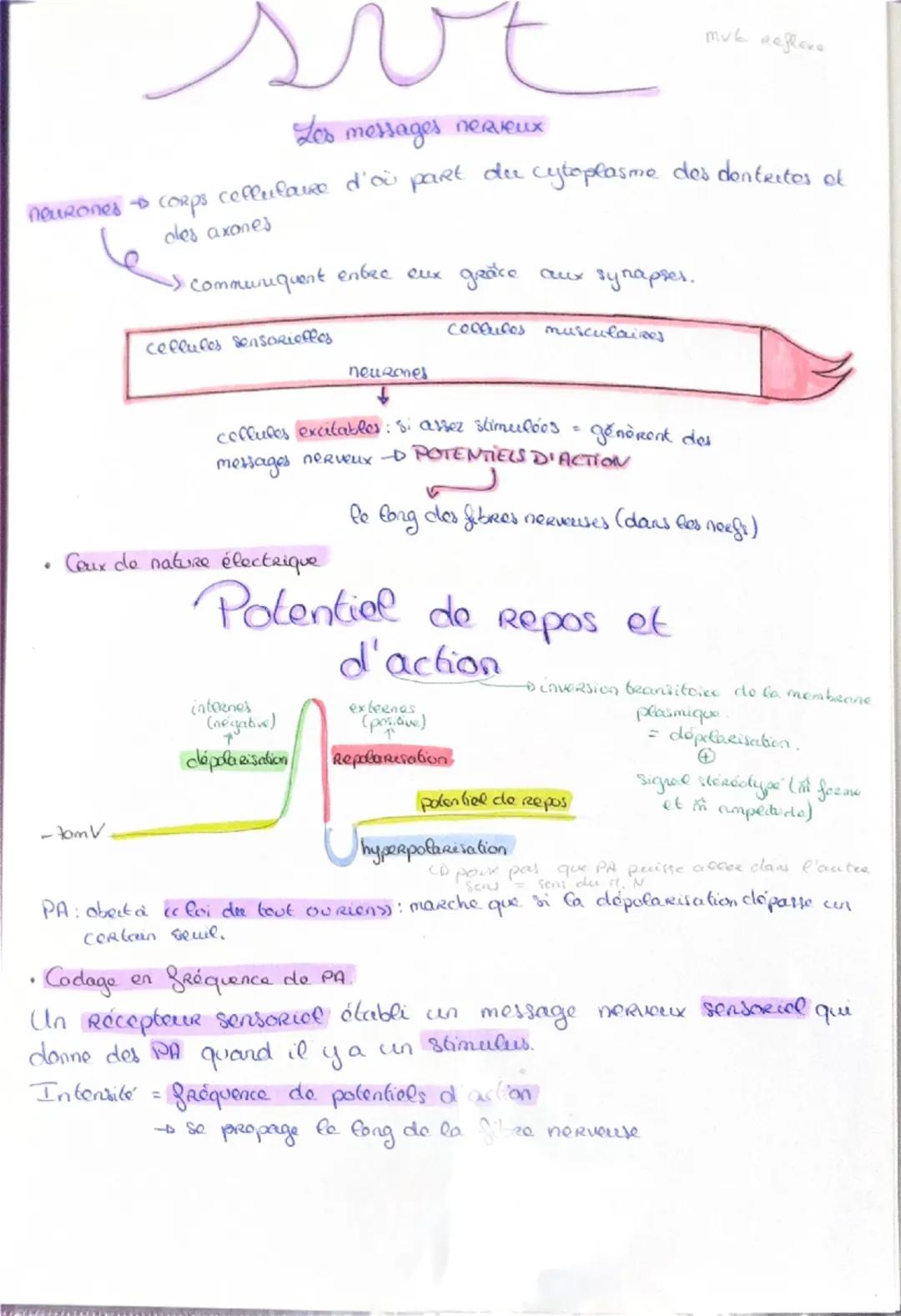 Haploide
(n)

a a qu'une qu seule fois
chaque type de
Chromosomes dans
Son noyau (pas
d'homologue)

VS

Diploide
(2n)

Lo fusion do 2 & hapl