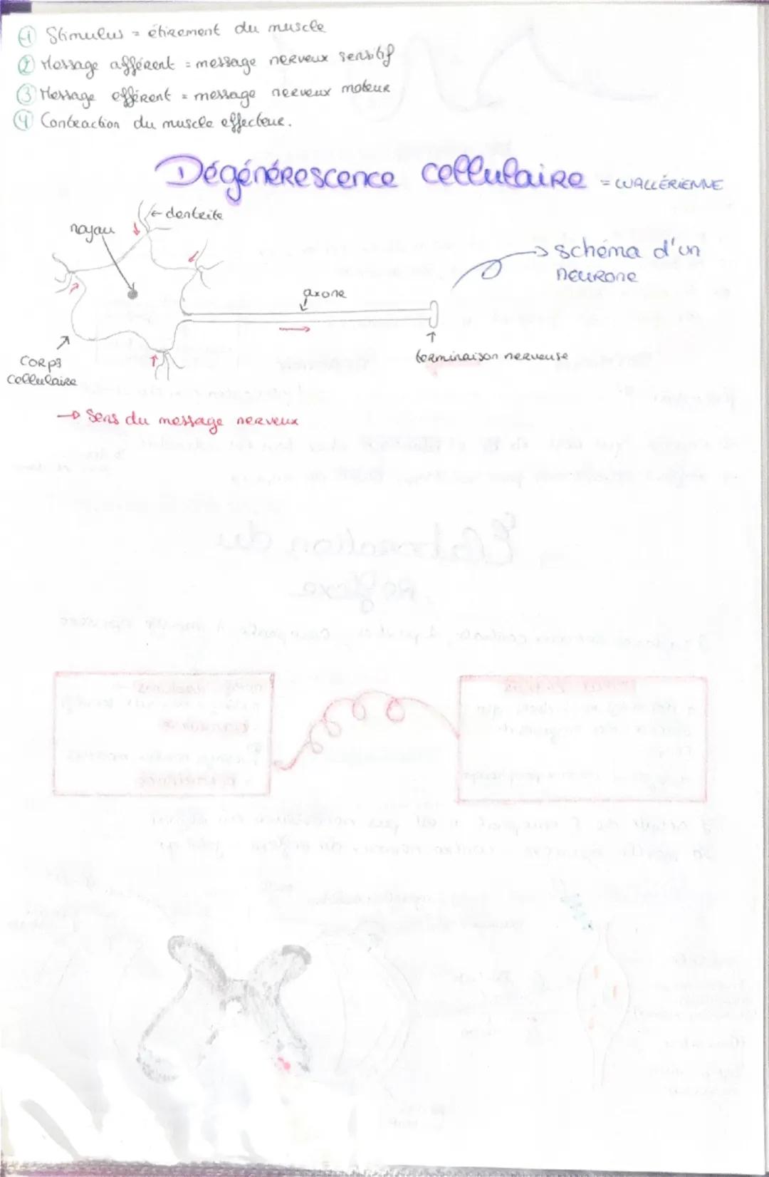 Haploide
(n)

a a qu'une qu seule fois
chaque type de
Chromosomes dans
Son noyau (pas
d'homologue)

VS

Diploide
(2n)

Lo fusion do 2 & hapl