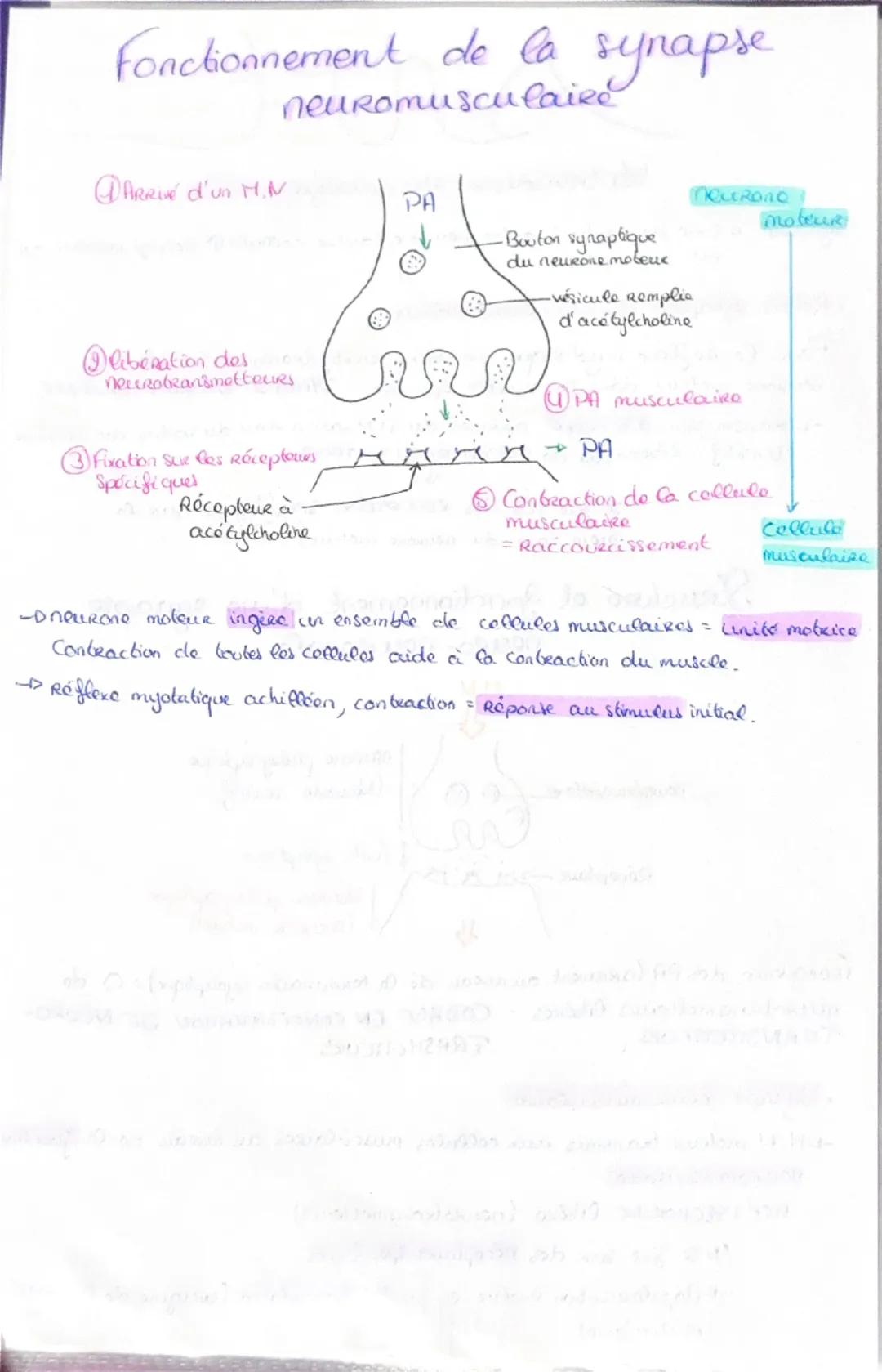 Haploide
(n)

a a qu'une qu seule fois
chaque type de
Chromosomes dans
Son noyau (pas
d'homologue)

VS

Diploide
(2n)

Lo fusion do 2 & hapl